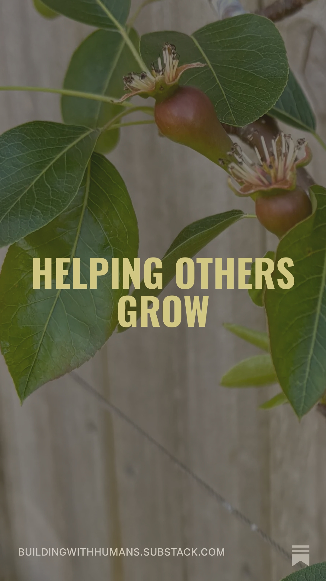 Pear tree leaves and fruit with text reading Helping others grow.